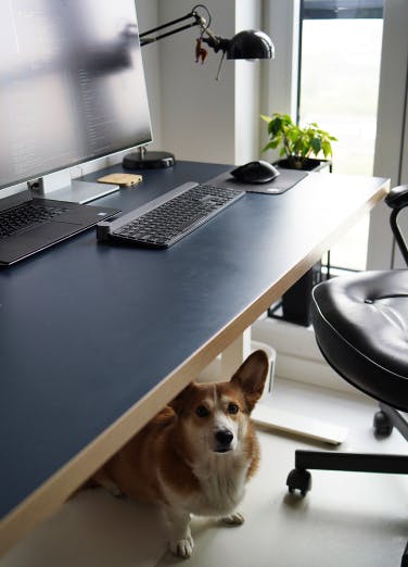 Home office: desk, screens, and a laptop of one of Xfive Agency's remote employees. Corgi dog sits under the desk.